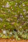 USA, New Mexico. Falling snow on pine tree and cacti. Art Print